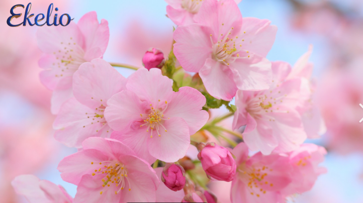 Sakura.png